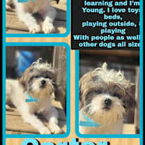 Thumbnail photo of CARTER in RHODE ISLAND #2