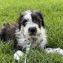 Thumbnail photo of Theo #2