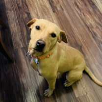 Thumbnail photo of Amber #1