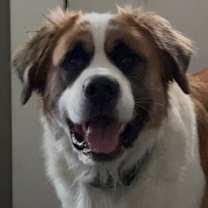 Thumbnail photo of Meatball #3