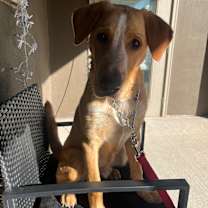 Thumbnail photo of Aggie #3