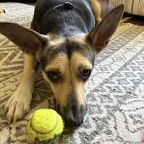 Thumbnail photo of Gus #2