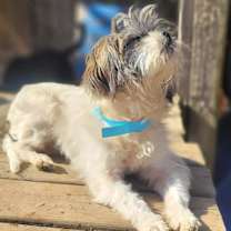 Thumbnail photo of CARTER in RHODE ISLAND #4