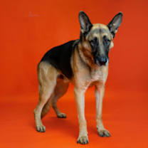 Thumbnail photo of Pizza Roll* #1