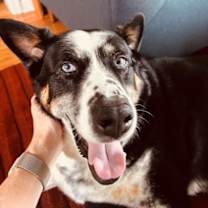 Thumbnail photo of Bo #2