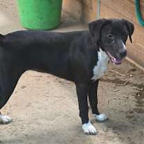 Thumbnail photo of Bailey #3