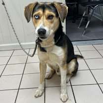 Thumbnail photo of Hamburger Helper #1