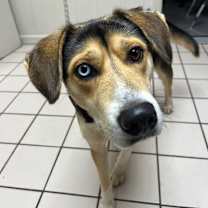 Thumbnail photo of Hamburger Helper #4