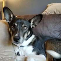 Thumbnail photo of Gray #1