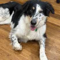 Thumbnail photo of Chelsea #1