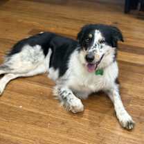 Thumbnail photo of Chelsea #2