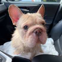 Thumbnail photo of DRAKE #1