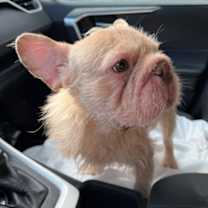 Thumbnail photo of DRAKE #4