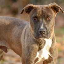 Thumbnail photo of Banks-pending #1