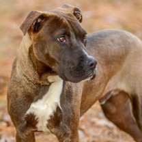 Thumbnail photo of Banks-pending #3