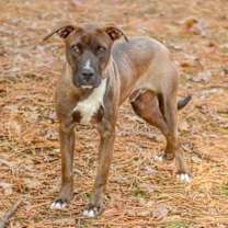 Thumbnail photo of Banks-pending #4