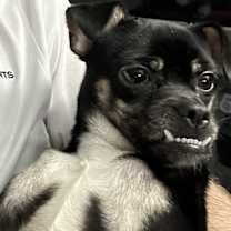 Thumbnail photo of Tink #4