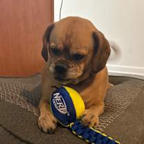 Thumbnail photo of Marley #3