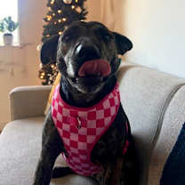 Thumbnail photo of MISSY FOSTER #1