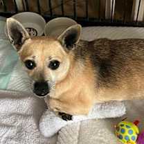 Thumbnail photo of Sammy #1