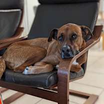 Thumbnail photo of Thurston #1