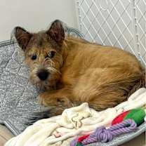 Thumbnail photo of Giri #4