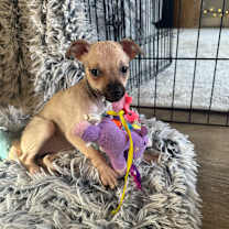 Thumbnail photo of PEPPER #2