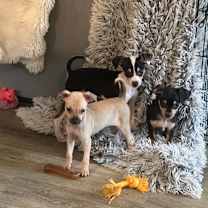 Thumbnail photo of BUCKEY #3