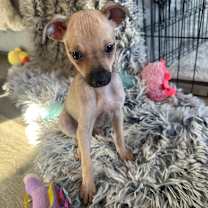 Thumbnail photo of PEPPER #4