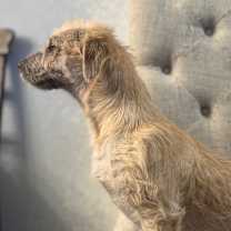 Thumbnail photo of Frosty #3