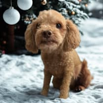 Thumbnail photo of Emmett #1