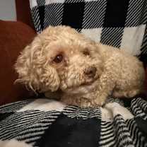 Thumbnail photo of Emmett #2