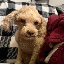 Thumbnail photo of Emmett #3