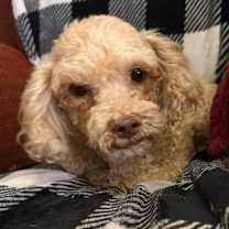 Thumbnail photo of Emmett #4