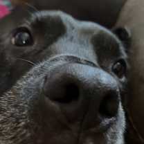 Thumbnail photo of Batman #4