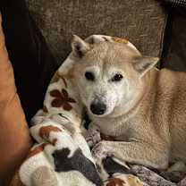 Thumbnail photo of Jake Gyllenhaal #1