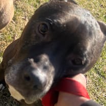 Thumbnail photo of Batman #2