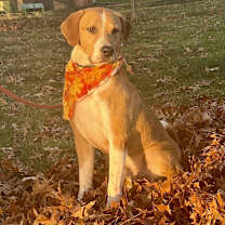 Thumbnail photo of Bartles #1