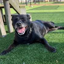 Thumbnail photo of Bentley #3