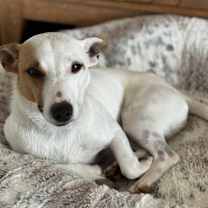 Thumbnail photo of Sticks #2