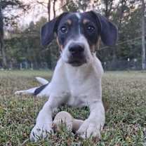 Thumbnail photo of Tango #3