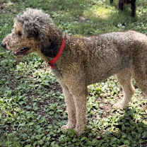 Thumbnail photo of JOSIE MAGNOLIA #2