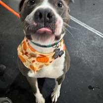 Thumbnail photo of Rocco #3