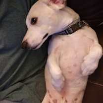 Thumbnail photo of Buddy #2