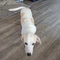 Thumbnail photo of Buddy #4