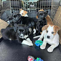 Thumbnail photo of Sadie #2