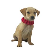 Thumbnail photo of Diego #1