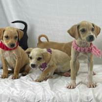 Thumbnail photo of Branch #3