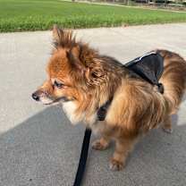 Thumbnail photo of Simba - Chino Hills Location  #3