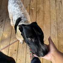 Thumbnail photo of Ruby #2  #2